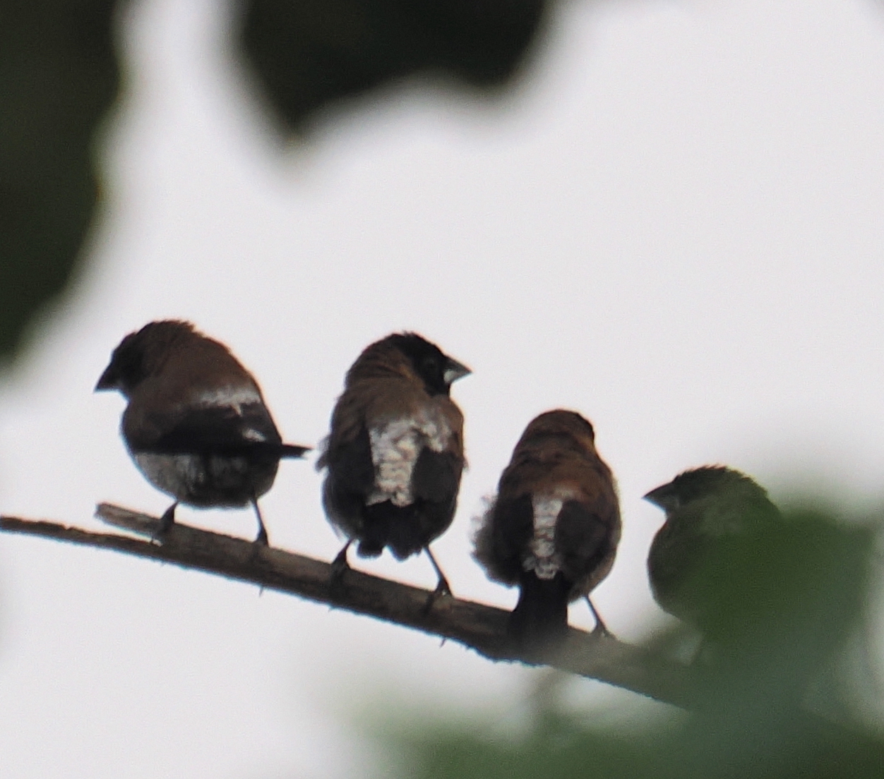 Black-faced Munia (Lonchura molucca), photo 7