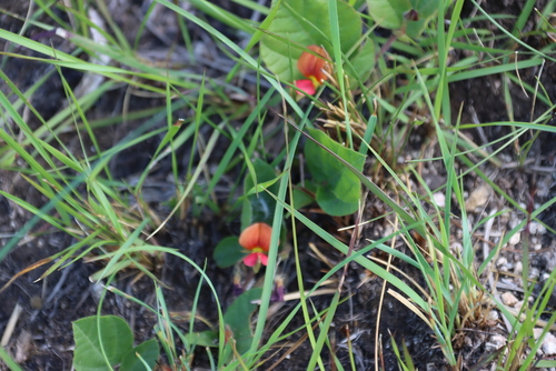 Image of Rhynchosia monophylla by (c) Tony Rebelo, some rights reserved (CC BY-SA)