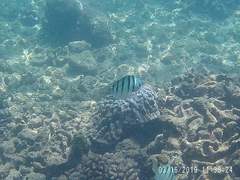 Abudefduf abdominalis