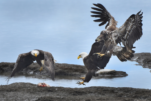 Bald Eagle photographed in Delaware