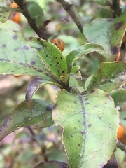 Coprosma tenuifolia