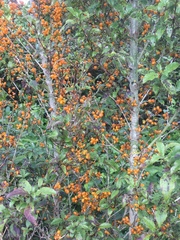 Coprosma tenuifolia