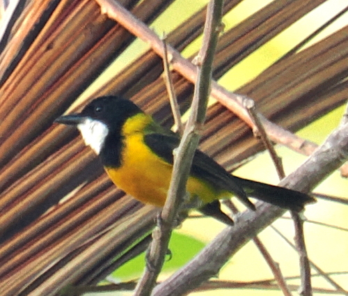 Tenggara Whistler (Pachycephala calliope), photo 6