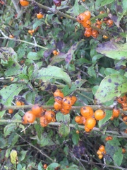 Coprosma tenuifolia