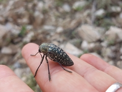 Julodis euphratica