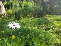 Asteraceae