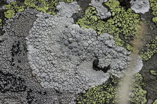 White Rim Lichen