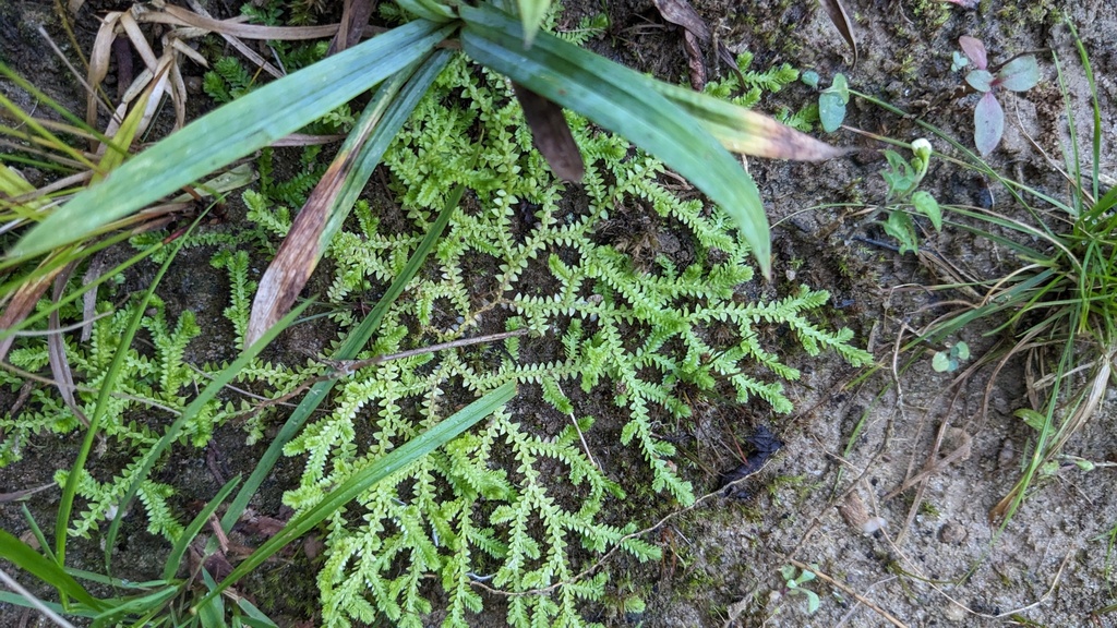 Tùng rêu – Selaginella apoda