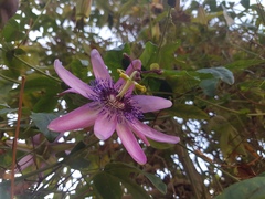 Passiflora amethystina × caerulea