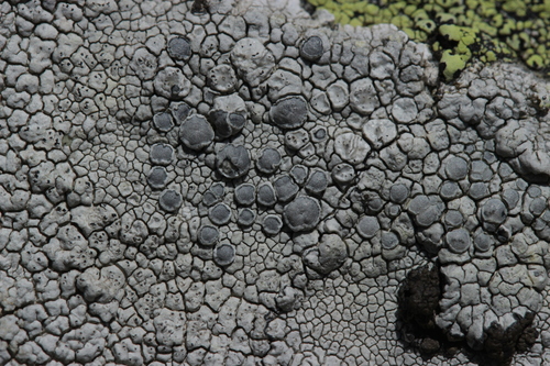 White Rim Lichen