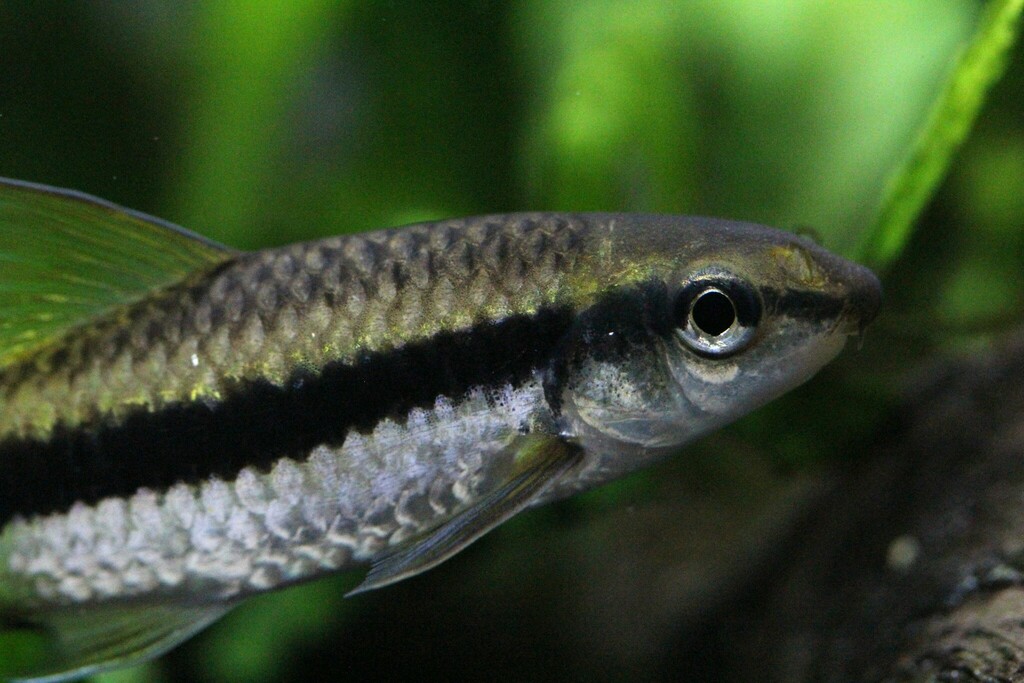 Siamese Algae-Eater