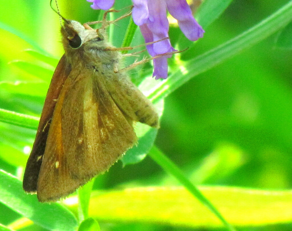 Broadwinged Skipper from Maltby Road, Guelph, ON, Canada on July 25