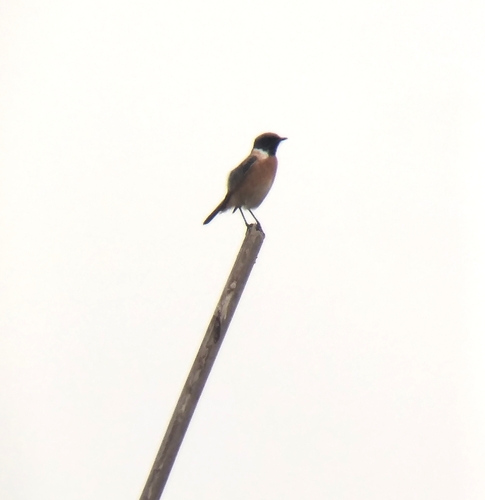 European Stonechat