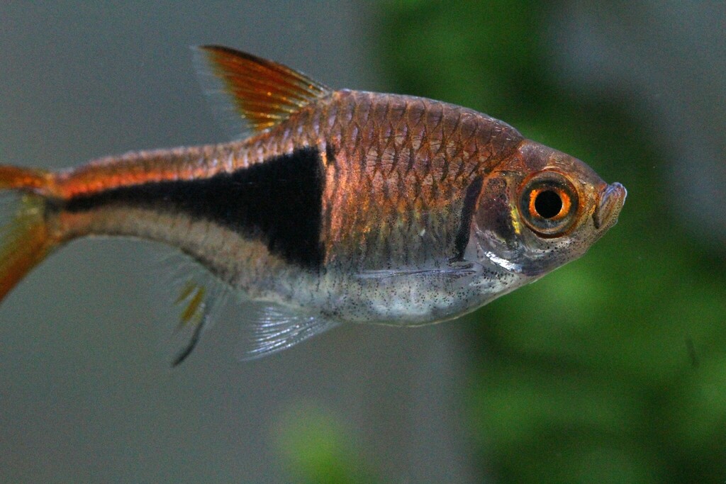 Rasbora arlequin (Trigonostigma heteromorpha)