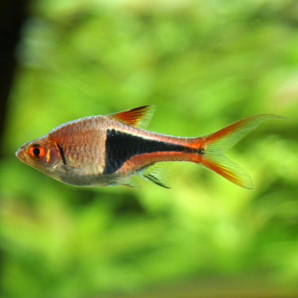Rasbora arlequin (Trigonostigma heteromorpha)