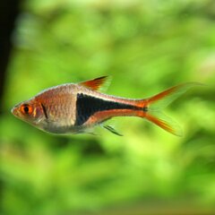 Harlequin Rasbora photo 5