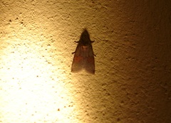 Nycteola asiatica