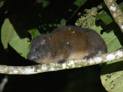 Southern Tree Hyrax photo 2