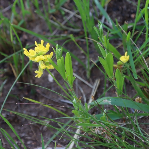 Golden Eriosema (Eriosema simulans)