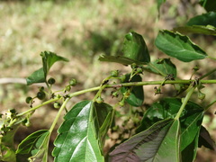 Colubrina triflora