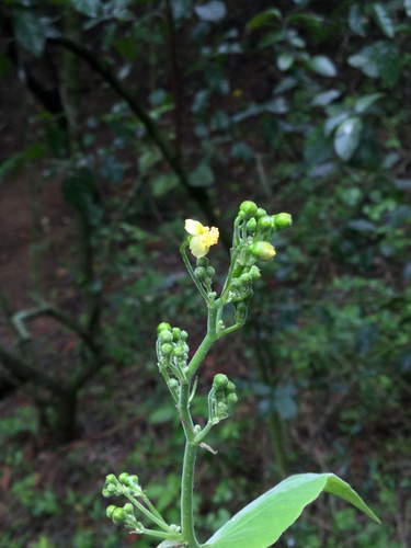 Image of Wissadula amplissima by (c) Erick Vélez Sánchez, some rights reserved (CC BY)