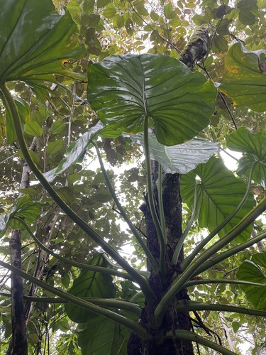 Philodendron brunneicaule  iNaturalist