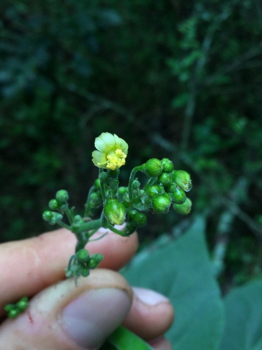 Image of Wissadula amplissima by (c) Erick Vélez Sánchez, some rights reserved (CC BY)