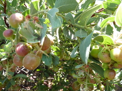 Arctostaphylos hooveri