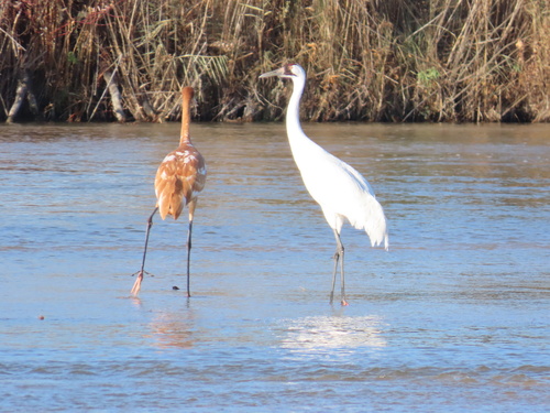 Whooping Crane photographed in Nebraska