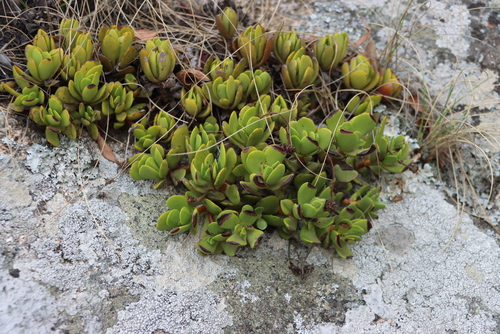 Crassula globularioides