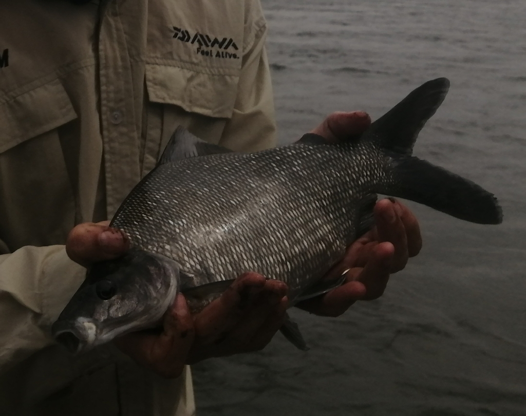 Nkupe (Distichodus mossambicus) — Distichodontidae
