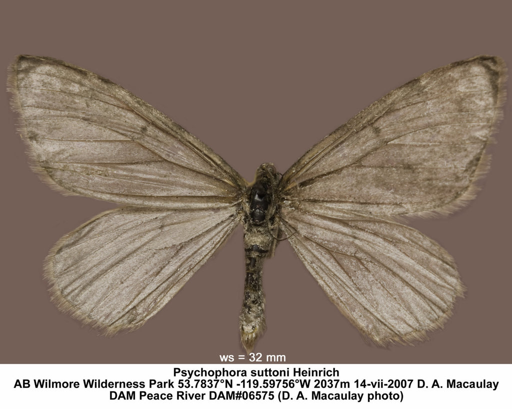 Psychophora suttoni