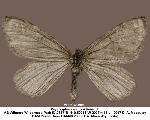 Psychophora suttoni