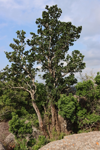 Brittlewood nuxia (Nuxia congesta)