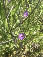 Pholistoma auritum auritum