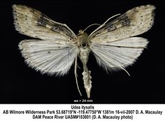 Udea itysalis