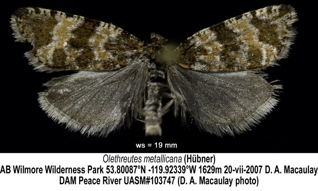 Olethreutes metallicana