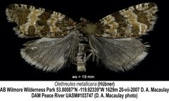 Olethreutes metallicana