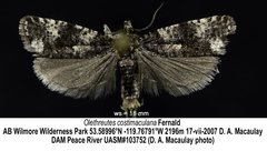 Olethreutes costimaculana