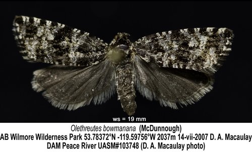 Olethreutes bowmanana