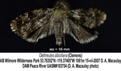 Olethreutes albiciliana