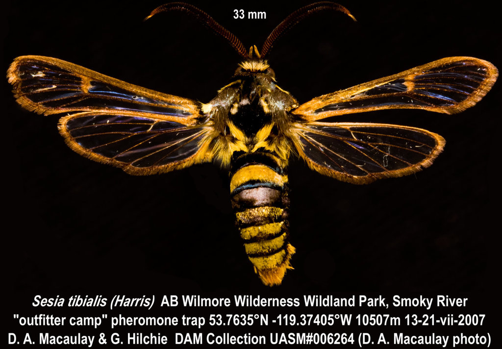 American Hornet Moth
