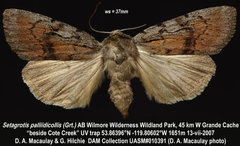 Setagrotis pallidicollis