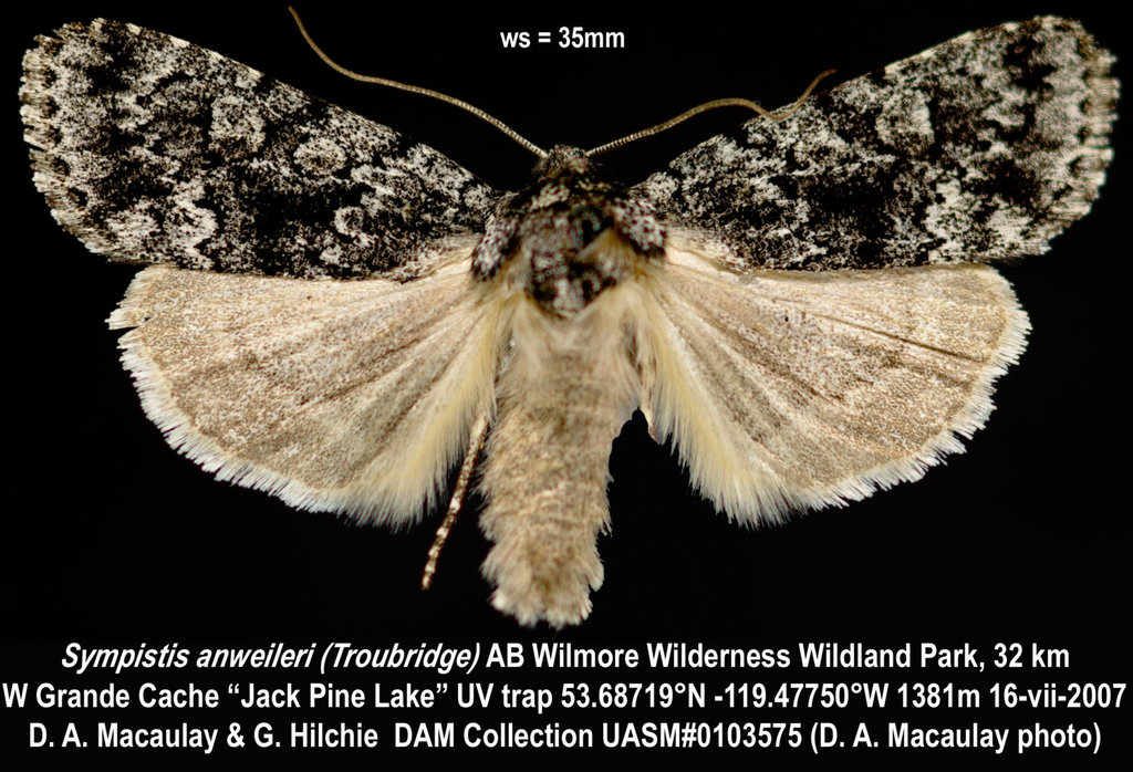 Sympistis anweileri