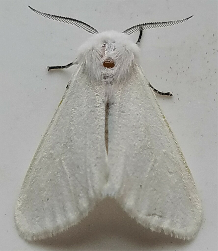 Fall Webworm Moth from OSM-Keene, Peterborough County, ON, Canada on ...