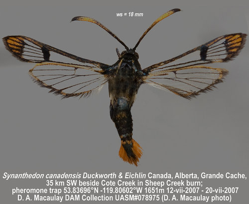 Canadian clearwing
