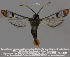 Synanthedon canadensis