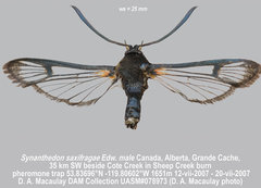 Synanthedon saxifragae