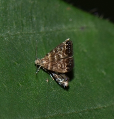 Lepidoptera