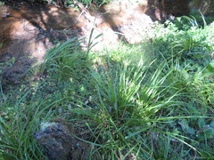 Carex lambertiana